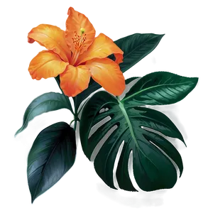 Tropical Orange Flower PNG Lsy38 PNG