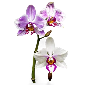 Tropical Orchid PNG 05242024