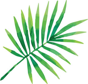 Tropical Palm Frond Illustration PNG image