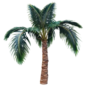 Tropical Palm Plant Png 06272024 PNG image