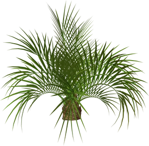 Tropical Palm Plant3 D Rendering PNG image