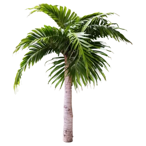 Tropical Palm Plants PNG 2