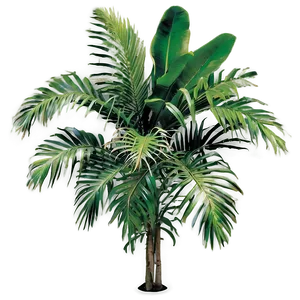 Tropical Palm Plants PNG Hxw15 PNG