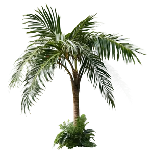 Tropical Palm Plants Png Orp PNG image