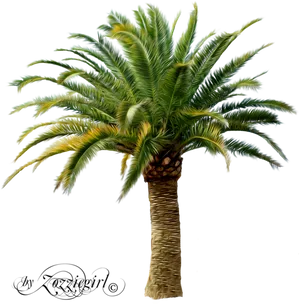 Tropical Palm Tree Artwork PNG image