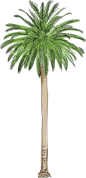 Tropical Palm Tree Illustration
