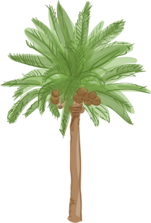 Tropical Palm Tree Illustration PNG image