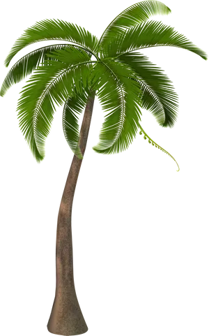 Tropical Palm Tree Isolated Black Background PNG image