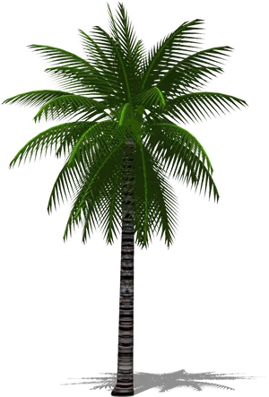 Tropical Palm Tree PNG image