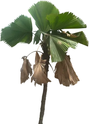 Tropical Palm Tree With Fan Leaves PNG image