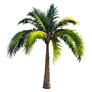 Tropical Palm Trees PNG 81