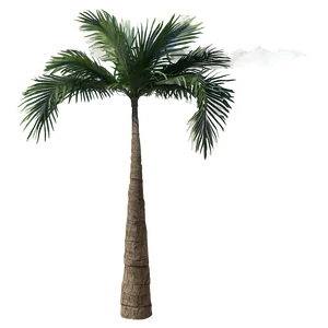 Tropical Palm Trees PNG Juf37