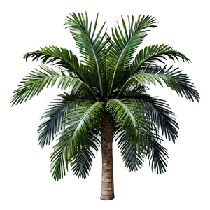 Tropical Palms Png 06112024 PNG image