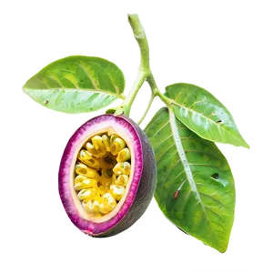 Tropical Passion Fruit Seed Png Rys13 PNG image