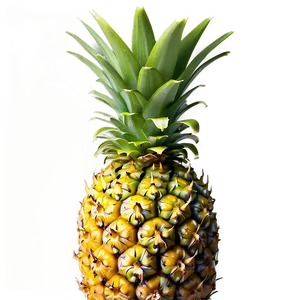 Tropical Pineapple PNG 14