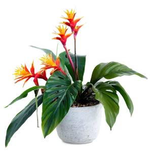 Tropical Plant Arrangement PNG 06252024 PNG