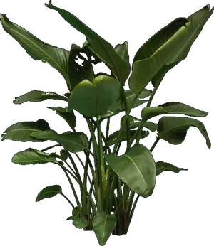 Tropical Plant Collection Black Background PNG image