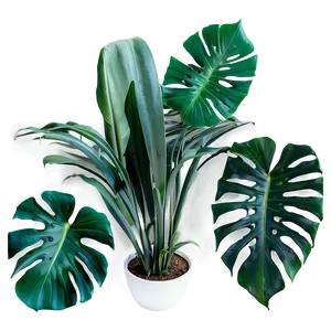 Tropical Plant Decor PNG 83