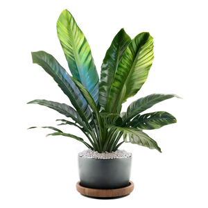 Tropical Plant Design Png 11 PNG image