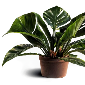 Tropical Plant PNG 44