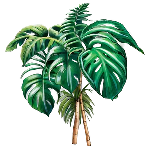 Tropical Plant Sketches PNG Koc