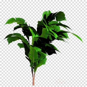 Tropical Plant Transparent Background PNG image