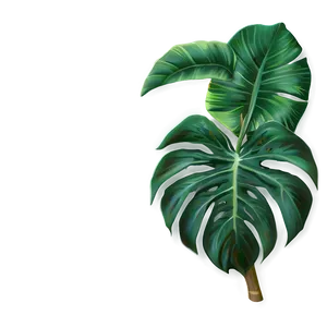 Tropical Plant Wallpaper PNG 82