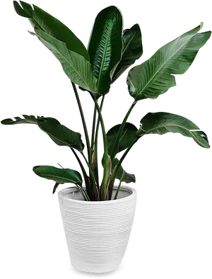Tropical Plantin White Pot PNG image