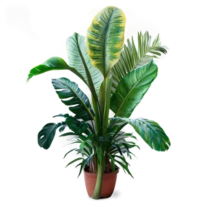 Tropical Plants C PNG