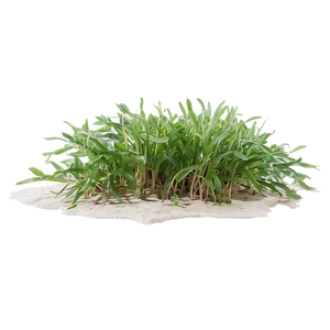 Tropical Seagrass Png 06292024 PNG image