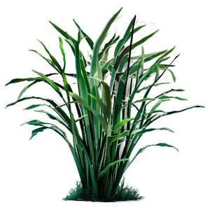 Tropical Seagrass Png Rrp PNG image