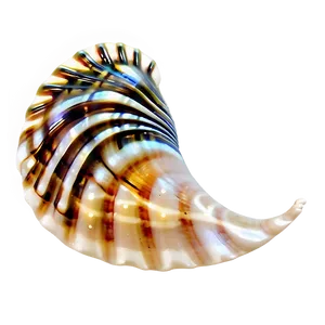 Tropical Seashell Design PNG 05242024