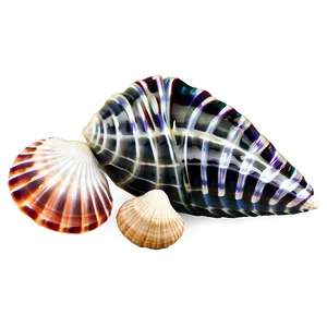 Tropical Seashells Png 06132024 PNG image