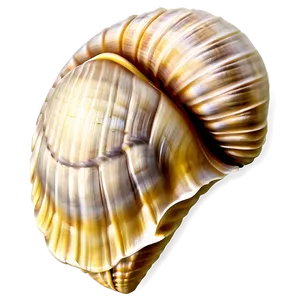 Tropical Shell Illustration Png 05212024 PNG image