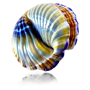 Tropical Shell Illustration Png Ehq PNG image