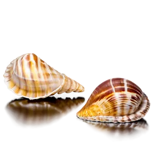 Tropical Shells Variety Png Yyp57 PNG image