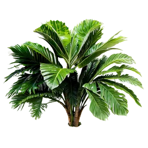 Tropical Shrubs Png Qhj4 PNG image