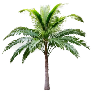 Tropical Tree Elevation Png 83 PNG image