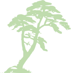Tropical_ Tree_ Silhouette PNG image