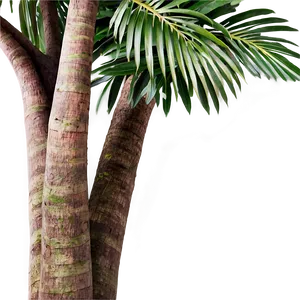 Tropical Trees PNG Eoi47