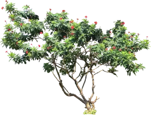 Tropical Treewith Red Flowers PNG image