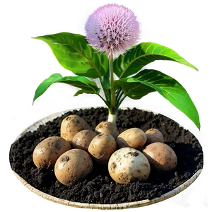 Tuber Cultivation Guide Png 05252024 PNG image