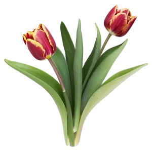 Tulip Arrangement Png 05212024 PNG image