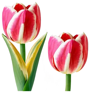 Tulip Bloom Png 05212024 PNG image