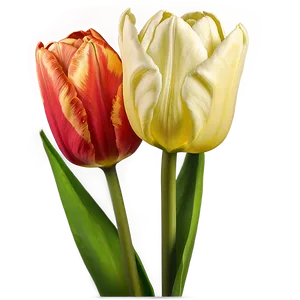Tulip Bouquet Png 31 PNG image