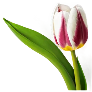 Tulip Bouquet Png Yfb PNG image