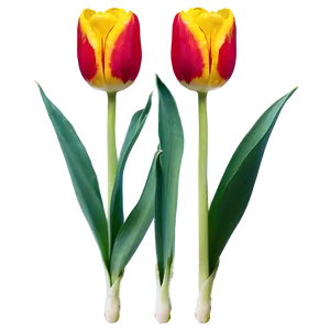 Tulip Bud Png 05212024 PNG image