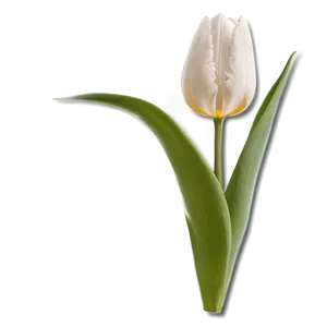 Tulip Closeup Png Jhd6 PNG image