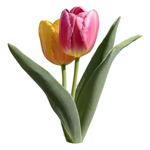 Tulip Closeup Png Qum PNG image