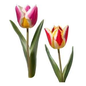 Tulip Crown Png 59 PNG image